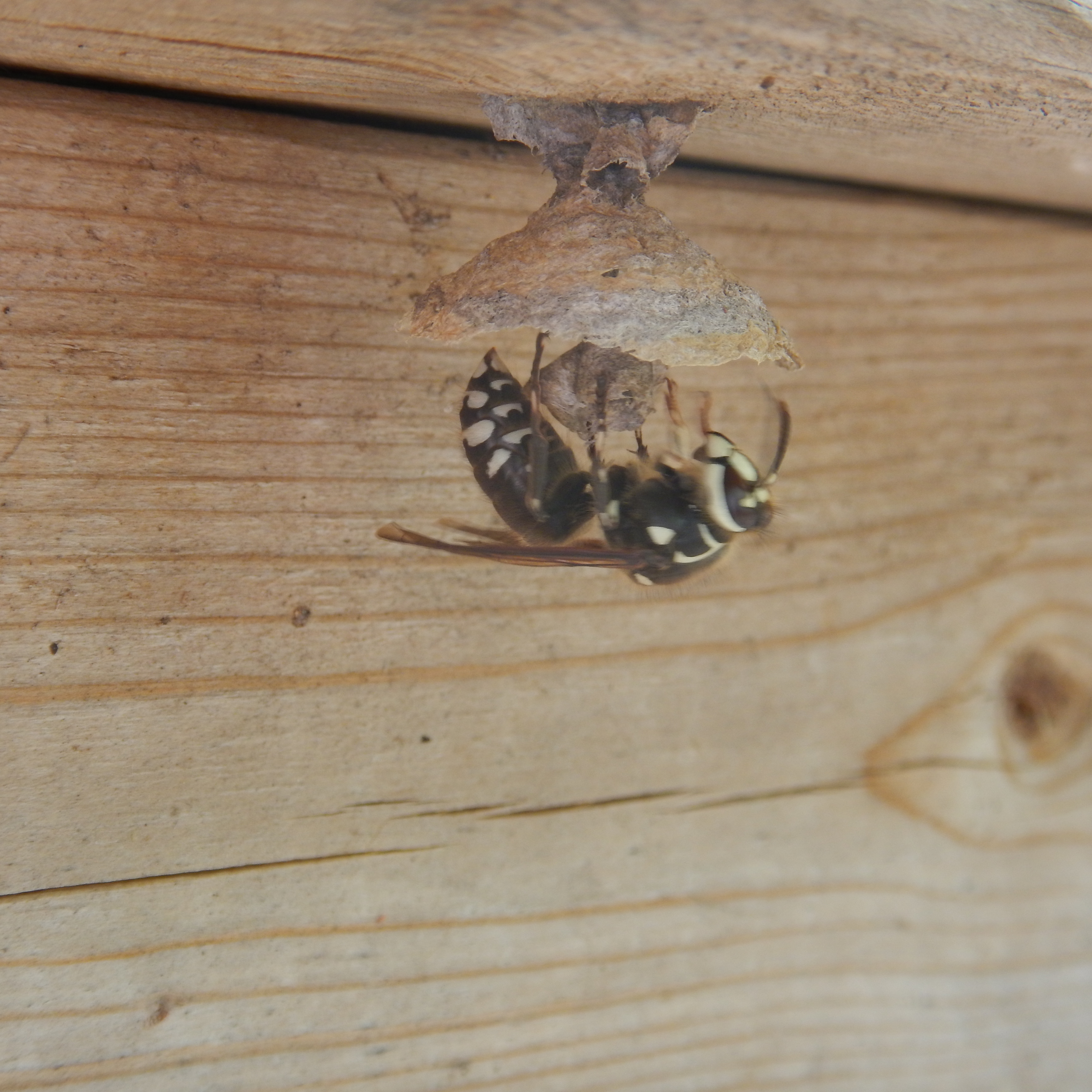 Bald-faced Hornet building nest on staircase railing at Brabont Point May 27 2016 (4)