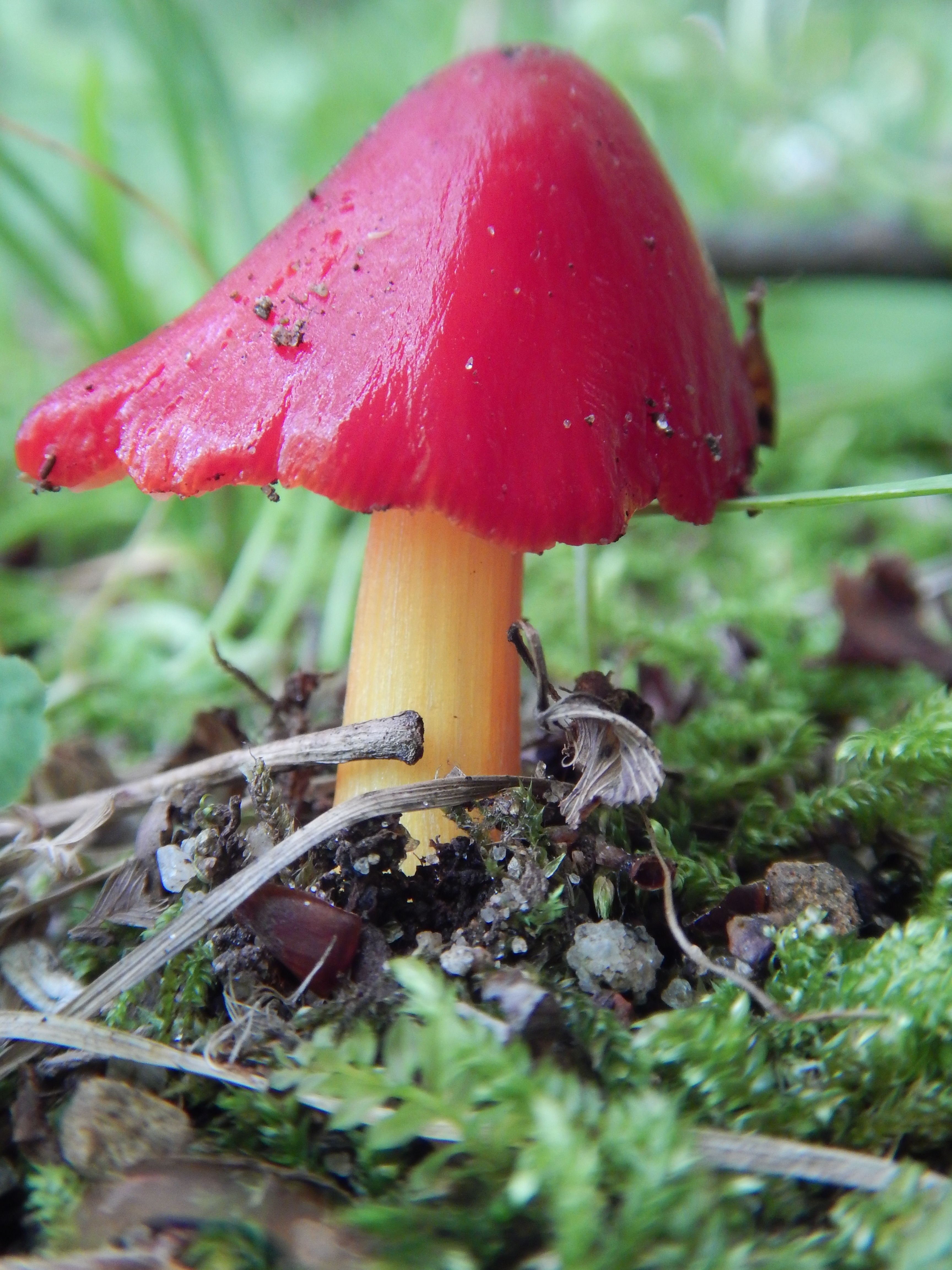 Waxy Cap Mushroom sp. © Copyright 2015 Awenda Provincial Park, All Rights Reserved