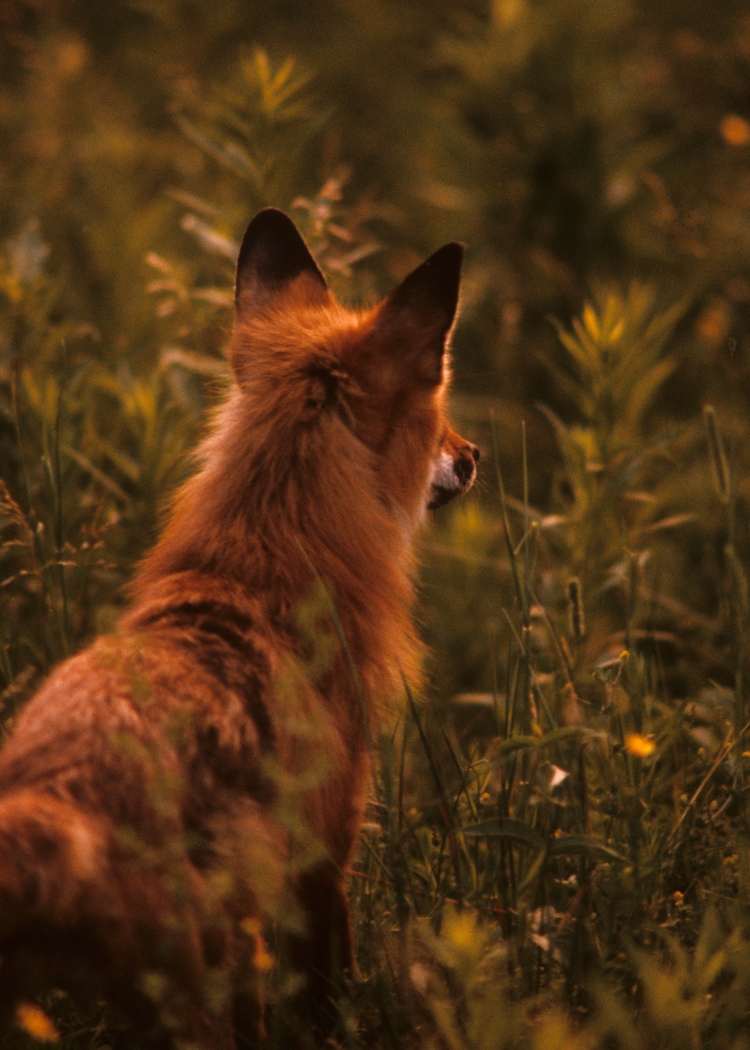 Red Fox - Bill Ivy