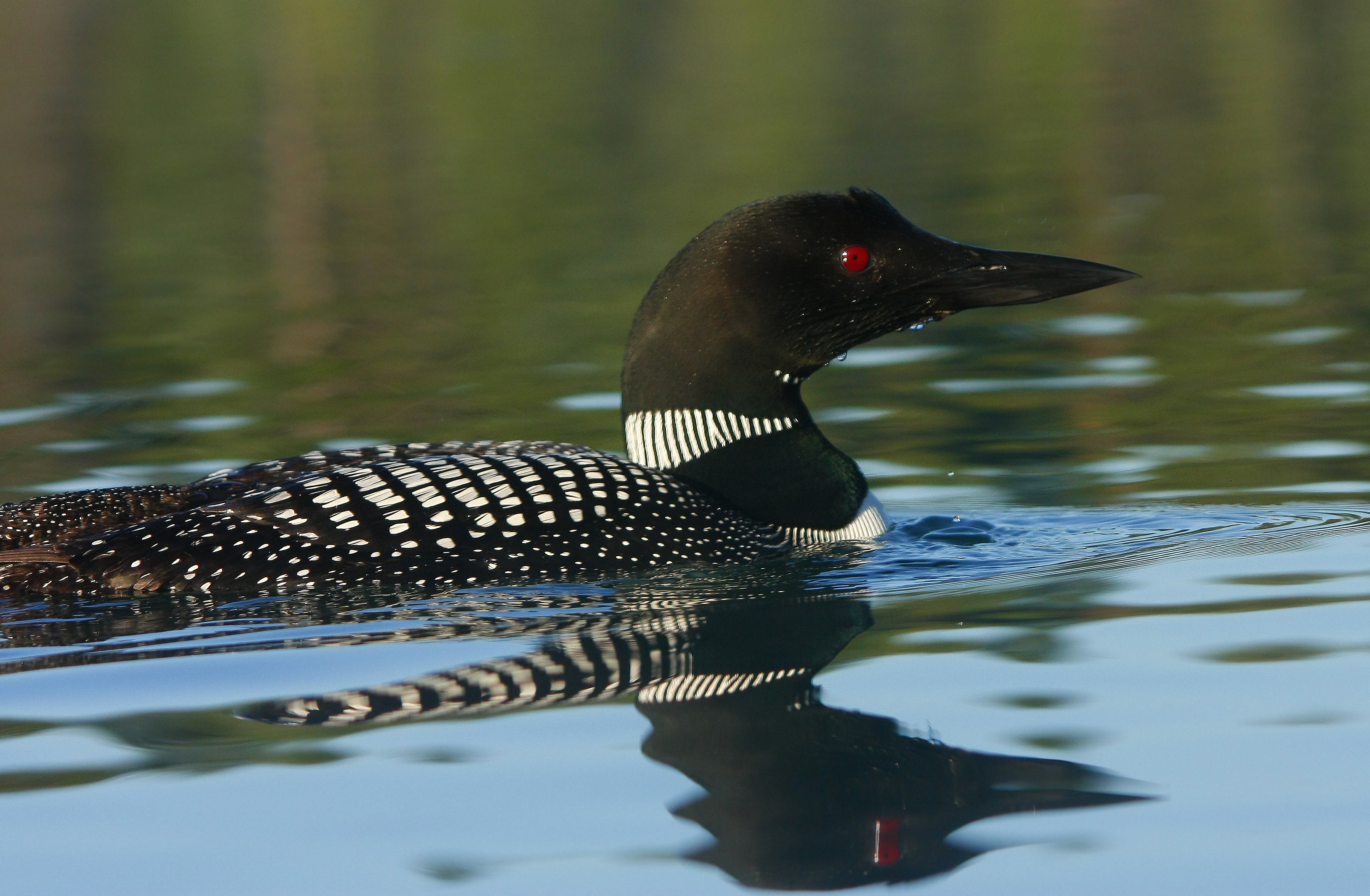 Adult Common Loon (Gavia immer) on Kettle's Lake © Copyright 2016 Awenda Provincial Park, All Rights Reserved