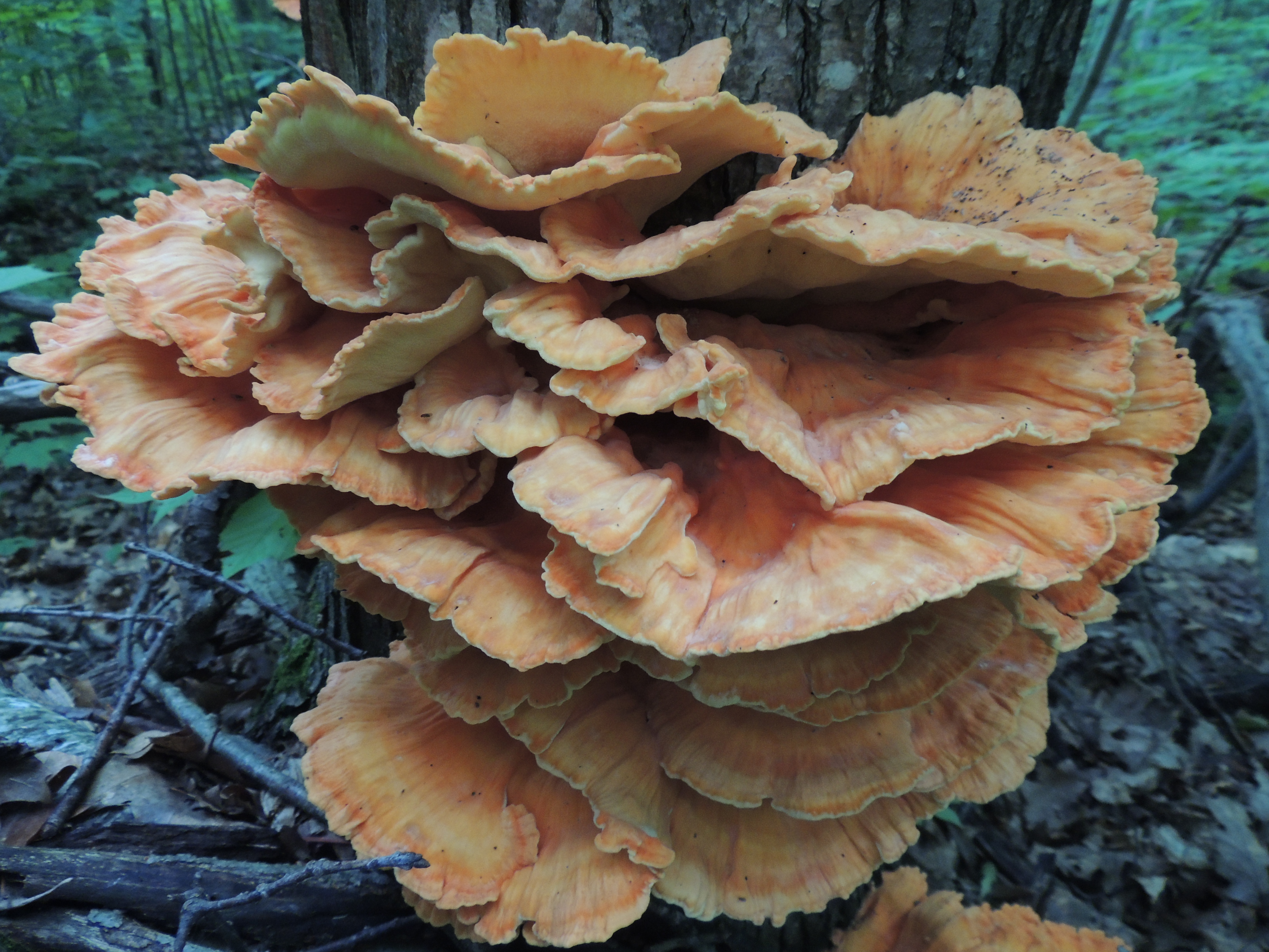 Chicken of the Woods Mushroom © Copyright 2015 Awenda Provincial Park, All Rights Reserved
