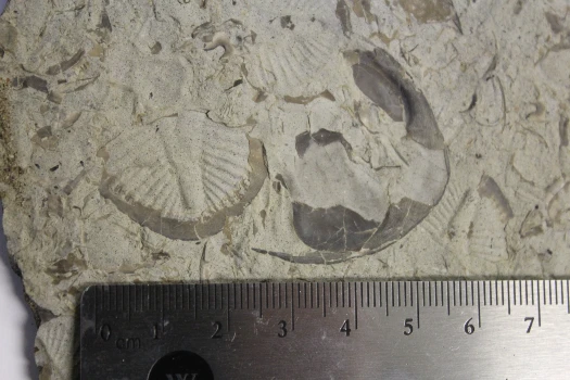 An example of a Trilobite fossil found in Awenda.