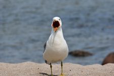 1st Place: Ring-Billed Gull Enjoying A Day On First Beach by Maggie Bateman