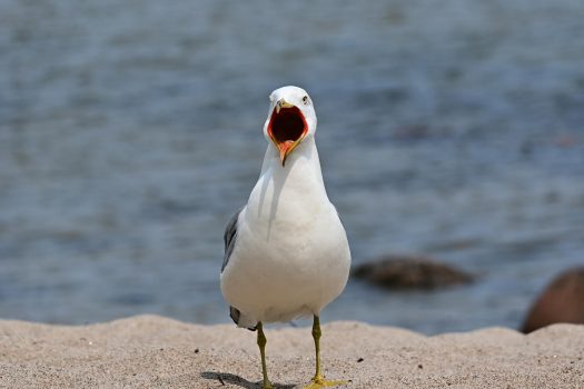 1st Place: Ring-Billed Gull Enjoying A Day On First Beach by Maggie Bateman
