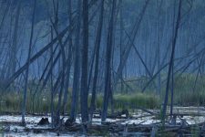 3rd Place: Kettle's Lake Swamp by Darryl Dooks
