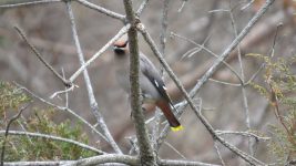 Co-3rd Place: Bohemian Waxwing By Simone Boivin