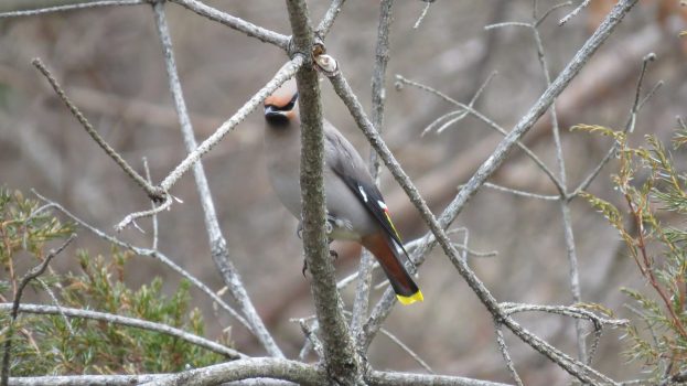 Co-3rd Place: Bohemian Waxwing By Simone Boivin