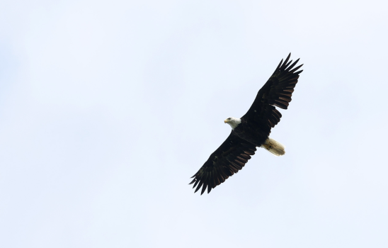 Co-1st Place: Bald Eagle By Steve Russell