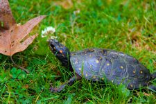 Spotted Turtle (Clemmys guttata)